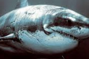 海外「サメは何を考えてるんだろう」 水中で人間がサメとダンスしている映像が海外で話題に