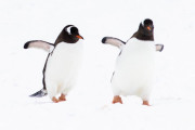 日本人「ペンギンの胸だと思っていた部分の正体が判明」→意外すぎる！【タイ人の反応】