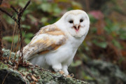 フクロウさん、ガチで忍者だったｗｗｗｗｗｗｗｗｗｗｗ
