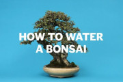 海外「こんなにうまく盆栽への水のやり方を説明した動画は見たことがない！」盆栽の水のやり方を解説した動画に反響（海外の反応）