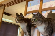 外国人「日本の伝統家屋で猫を飼うとこうなるらしいぞ！(笑)」