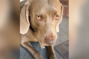 【海外】犬の口から見えた小さな足！彼女が取った驚きの行動とは？