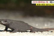 韓国人「韓国人が日本から持ち出そうとしたカバンの中に『絶滅危惧種が6匹』‥」韓国人が日本の天然記念物を盗み出そうとして逮捕　韓国の反応
