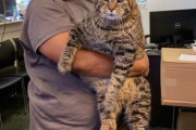 ヤマネコではありません。メインクーンでもありません。体重約12キロの巨大猫の姿にネットがどよめく（アメリカ）