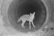 コヨーテとアナグマの夜中のお出かけがウキウキしていて可愛らしい