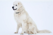 日本人「白の犬にウィッグを付けると完全にトラウマになるから気をつけろ…」【タイ人の反応】