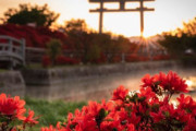 海外「この美しさは心が浄化されるわ」日本のとある神社の思わずため息が出るほど美しい夜明けに外国人も癒される