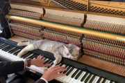 ピアノに寄りかかりながら曲を堪能するネコが可愛すぎる！　海外の反応
