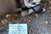 パンデミックの中、別の土地へ避難する飼い主に置き去りにされた犬（アメリカ）
