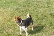 海外「助けて！ウチの柴犬、全然ボールに興味がないの！！」（海外の反応）