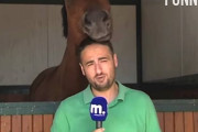 頬にピトピト(´ε｀ )レポーターの男性が馬のラブコールを受けすぎて撮影が中断しまくりな動画