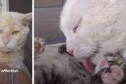 誰にも懐かなかったぶっきらぼうな捨て猫。一匹の子猫に出会い、次第に心を開き出す！