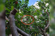 【海外】桜の木にぶら下がる黒い影！実は危険な野生動物だった！