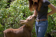 保護したヘラジカの赤ちゃんを母親のように愛情を持って接して育てた女性