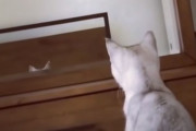 「え、自分の頭にネコ耳があるんだけど!?」鏡を見た猫が気付いてしまう