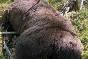海外　壮絶、クマが死の直前にハンターに復讐！【閲覧注意】