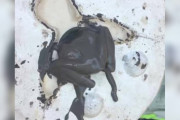 【海外】型から出てきたものは…実は「脚」の正体とは？陶芸家が発見した驚きの真実！