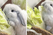 外国人「ペットが盗み食いに成功してる写真を集めてみたｗｗｗｗ」Part2