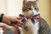 英首相官邸の猫・ラリーさん、報道陣を前に平和の象徴であるハトを仕留めにいってしまうｗｗｗｗ