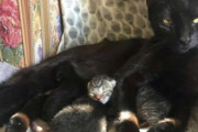 自分の妊娠を悟った母猫、心優しい女性の家を訪ねて出産の瞬間を見守ってもらう