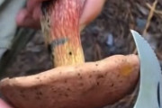 酸素に触れると青く変色する不気味なキノコに海外が興味津々！