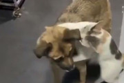 「そんなに恋しかったんだ…」猫と犬が2週間ぶりに再会するとき