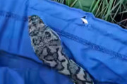 【飼い主パニック】巨大なニシキヘビが飼い猫を食べようとする衝撃映像→