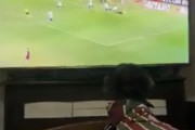 【海外の反応】サッカーを熟知する子犬さんが現れる「VARの審判員になれる」