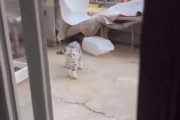 「外で遊ぶ、うちの猫を自宅に入れる方法…」少し緊迫感のあるテクニック