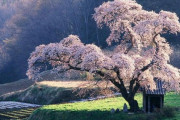 中国人「世界が驚愕する日本の8つの事実！世界最古の王室を有する、日本人は会話しなくてもコミュニケーションができる文化を持っている…」　中国の反応