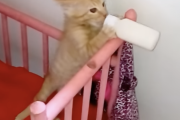 ベビ猫「おかんはよしてーや！！ミルク飲みてーんだわ」おかん人間「あっち行って待ってなさい！！」