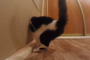 猫は自分の頭が通る場所なら通り抜けられる…わけではなかったらしい
