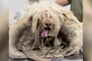 【海外】屋上で孤独に過ごした犬が、希望の光を見つけた物語