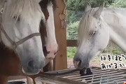 馬やさしいがここにも。仲間の馬をつないだ紐を器用にほどいて颯爽と去っていく