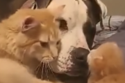 ママネッコ😸「ベビよ同居犬のイッヌ🐶さんや。イッヌ🐶さんもベビをよろしくやで！」