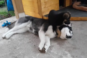 新しく来た子犬にじゃれつかれながらも忍耐強く大人の対応をしているハスキー