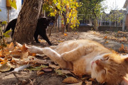 お昼寝を若いメス猫に邪魔されてしまった爺ちゃん猫