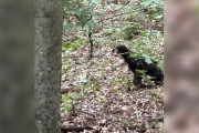 【海外】「飛べないワシが森をさまよった理由とは？2人のヒーローが助ける感動の物語」