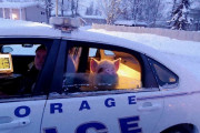 雪の中で震えているところを保護された迷子のブタ、地元警察のパトカーで無事飼い主のもとへ送り届けられる