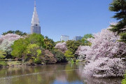 海外「お祖母ちゃんの誕生日に日本旅行をプレゼントするんだけど花の名所はどこだろう？」日本の花の名所に対する海外の反応