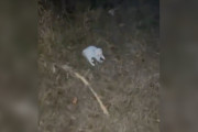 【海外】「猫好きじゃない男性が見つけた、野原に捨てられた小さな白いもふもふ」