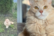 【海外】郵便局で迷子の猫を見つけた女性がとった感動的な行動とは？
