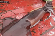 韓国人「イカだと思って食べてたあれ、実は…」韓国で流通する『フンボルトイカ』の正体に騒然