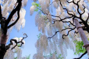 外国人「なぜ日本には素晴らしいものばかりあるんだ」藤の花が美しすぎると話題