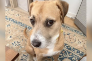 【海外】「母親が保護犬のために、犬の言葉を学んでサプライズ！心温まる物語」
