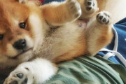 子犬の柴犬が可愛すぎて世界中がメロメロ「幸せな気分になれる！」（海外の反応）