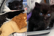【海外】家の前に現れた毛玉の正体は!? 大猫の魂を宿した子猫の真実とは