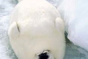 【海外の反応】日本で行われていた人柱（ひとばしら・人身御供）の文化がヤバすぎる…