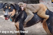 片腕を失くした猿の落ち着く場所は仲良しワンコの背中の上。猿と犬とのあたたかい友情