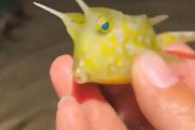 呼べば寄ってくるフレンドリーな「コンゴウフグ」は賢くてキュートな魚